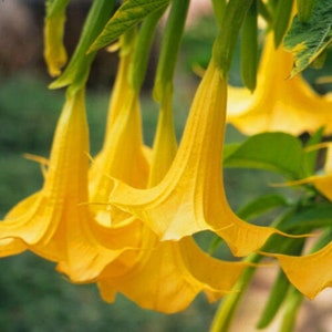 10 Brugmansia Suaveolens Yellow Seeds Datura Seeds Dwarf Brugmansia Angel Trumpet Bonsai Flower Fragrant Yellow image 4