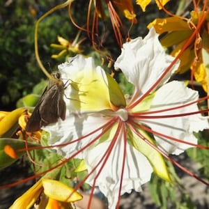 Delonix elata Poinciana elata White Gul Mohur, Creamy Peacock Flower, Yellow Gul Mohur 5 Seeds image 1