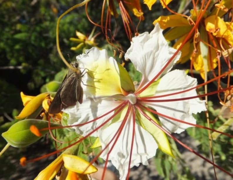 Delonix elata Poinciana elata White Gul Mohur, Creamy Peacock Flower, Yellow Gul Mohur 5 Seeds image 1
