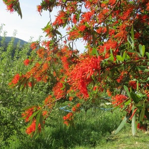 Embothrium coccineum 4 Seeds Chilean Fire Tree, Flame Flower image 4