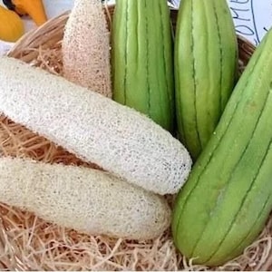 Luffa cylindrica Loofah Sponge Vegetables 10 Seeds USA Seller image 1