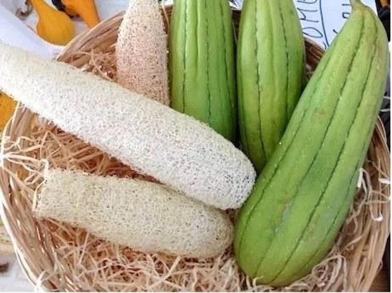 Luffa cylindrica Loofah Sponge Vegetables 10 Seeds USA Seller image 1