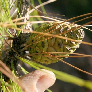 Pinus Kesiya Pinus insularis, Pine Cones, Pinus khasia, khasyana 20 Seeds image 9