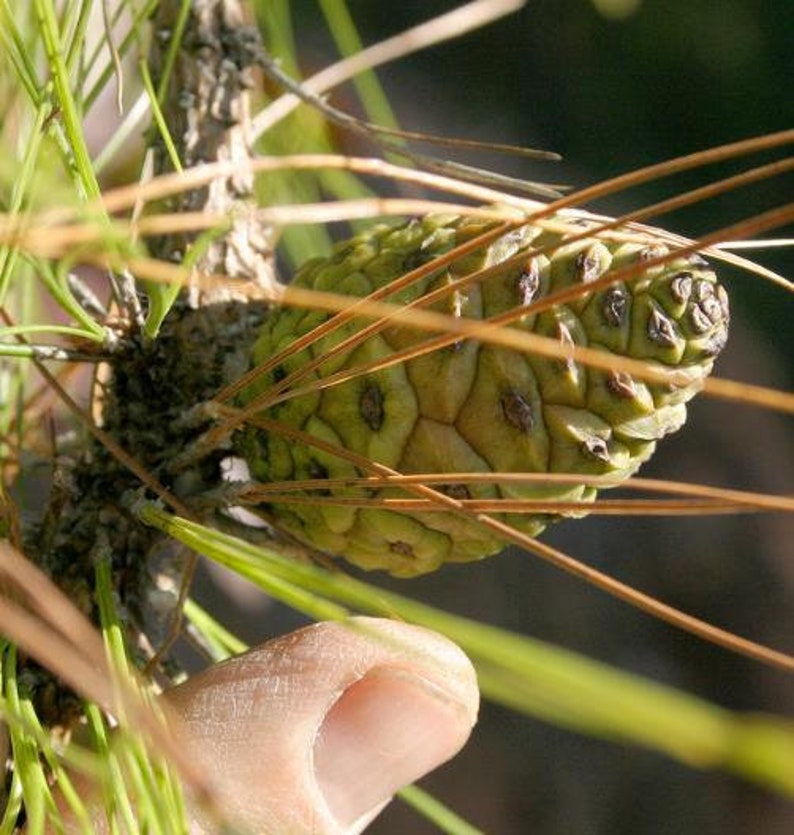 Pinus Kesiya Pinus insularis, Pine Cones, Pinus khasia, khasyana 20 Seeds image 9