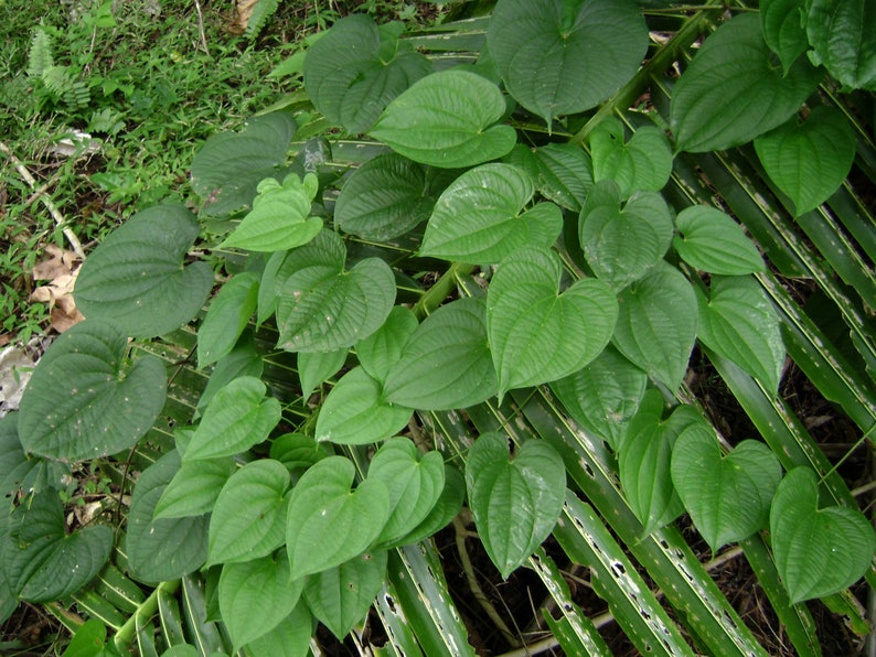 Dioscorea alata Purple yam 10 seeds image 5
