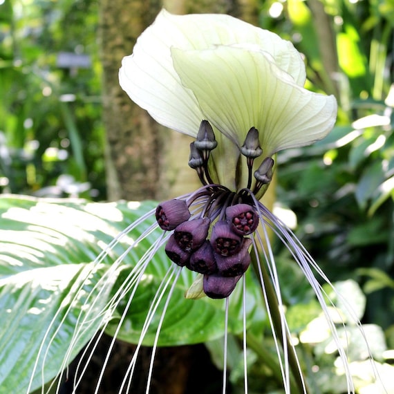 Bat Head Lily Tacca Nivea 5 Seeds White Bat Flower