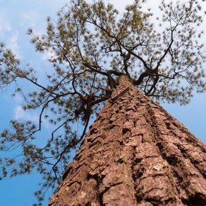 Pinus Kesiya Pinus insularis, Pine Cones, Pinus khasia, khasyana 20 Seeds image 2