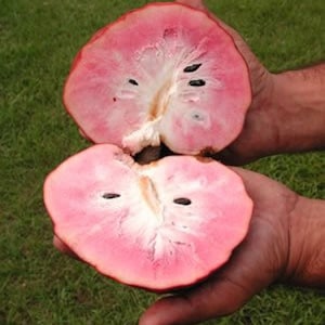 Annona Reticulata Custard Apple Chirimoya Corazón 10 SEEDS For Planting Wild Sweetsop, Soursop and Bullock's Heart image 2