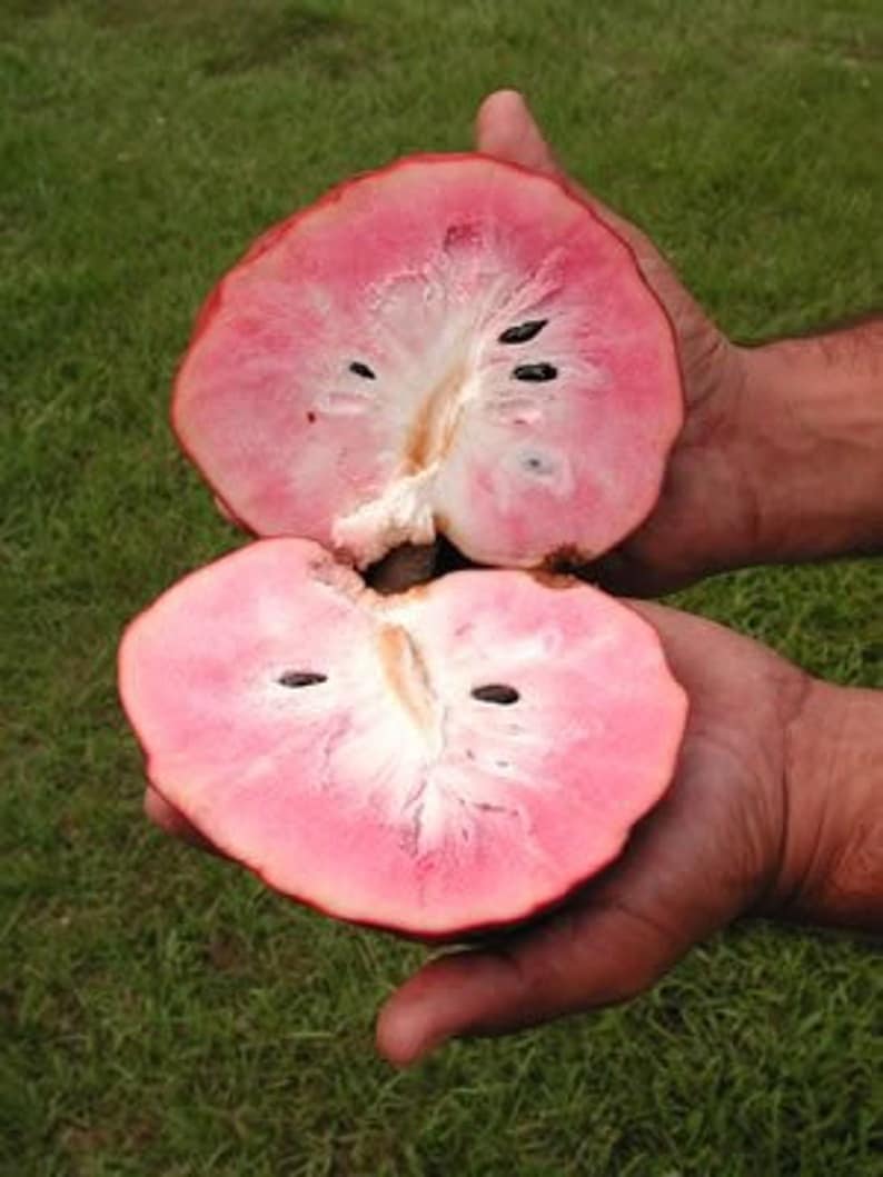 Annona Reticulata Custard Apple Chirimoya Corazón 10 SEEDS For Planting Wild Sweetsop, Soursop and Bullock's Heart image 2