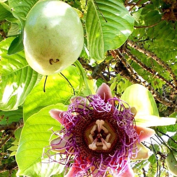 Passiflora Quadrangularis 5 Samen Seltene Passionsfrucht The Giant Granadilla Sweet