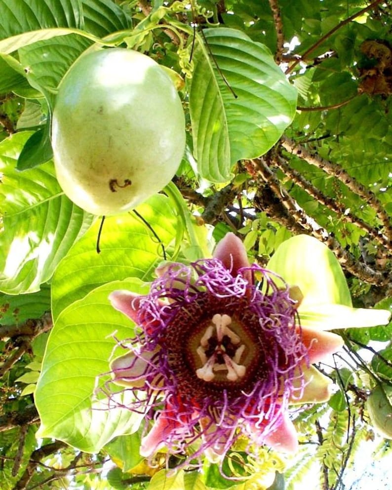 Passiflora Quadrangularis 5 Graines Rare Fruit de la Passion La Granadilla Géante Douce image 1