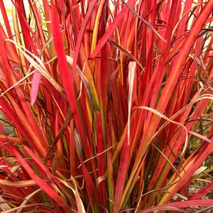 Imperata Cylindrica Rubra red baron 100 Seeds Japanese Blood Grass image 2