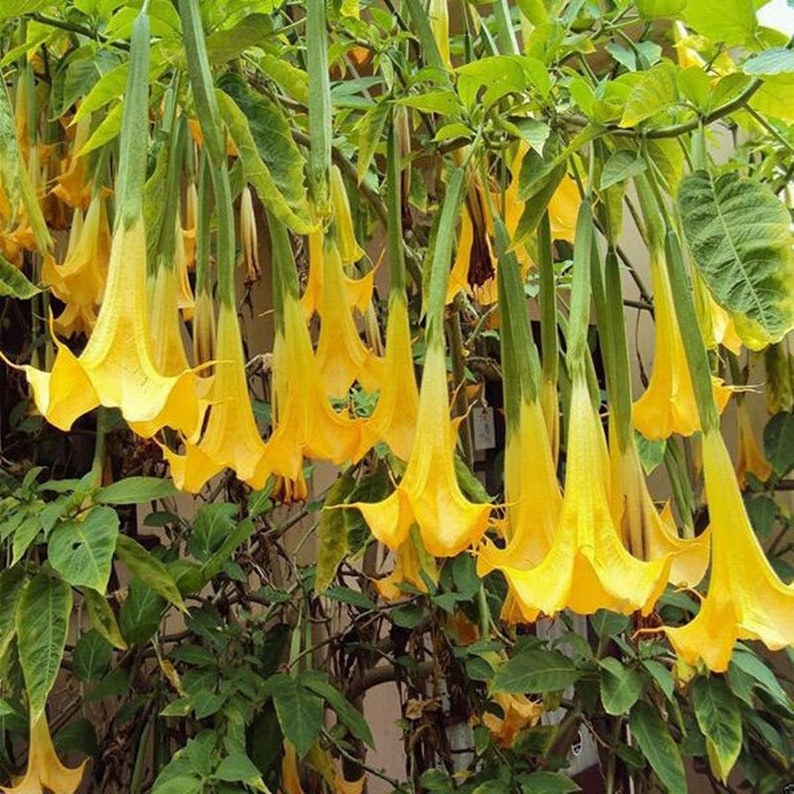 10 Brugmansia Suaveolens Yellow Seeds Datura Seeds Dwarf Brugmansia Angel Trumpet Bonsai Flower Fragrant Yellow image 3