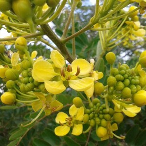 Senna Siamea 20 Seeds, Cassia siamea, Thailand Flowering Shower Tree USA image 5