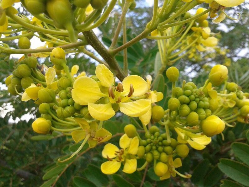 Senna Siamea 20 Seeds, Cassia siamea, Thailand Flowering Shower Tree USA image 5