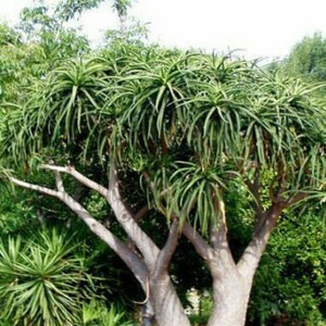 Aloe Barberae Seeds Tree aloe tree, giant baby of africa 5 Fresh Seeds image 10