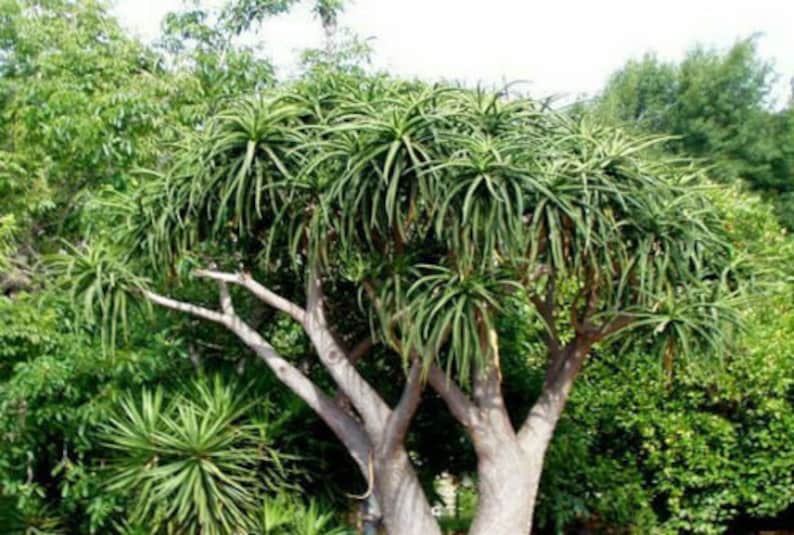 Aloe Barberae Seeds Tree aloe tree, giant baby of africa 5 Fresh Seeds image 10