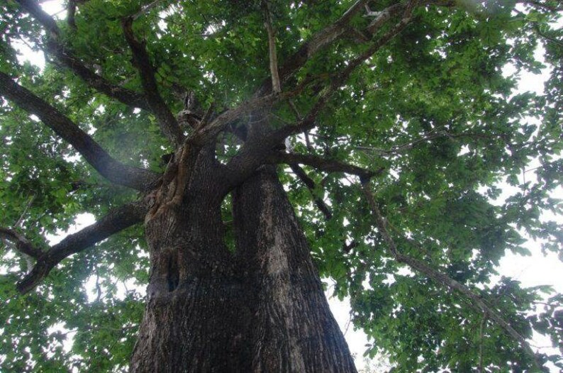 Haldina Cordifolia Seeds Adina Cordifolia Haldu Tree 100 - Etsy