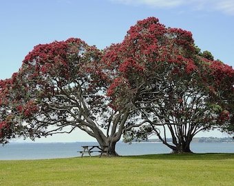 Metrosideros excelsa - albero del fuoco, pohutokawa - Nuova Zelanda Semi dell'albero di Natale - 100 Semi