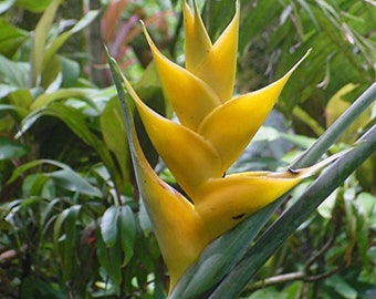 Heliconia champneiana 'Maya Gold' - Lobster Claw - 10 Seeds