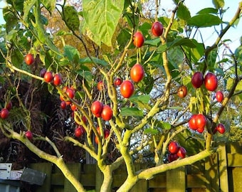 Tamarillo Cyphomandra betacea solanum betaceum - 10 seeds