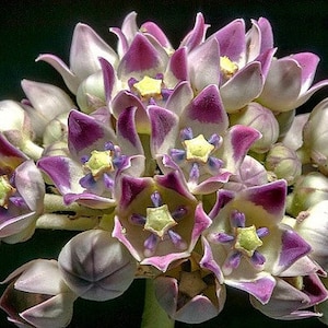 Calotropis gigantea purple - Giant Milkweed, Crown Flower - 5 Seeds