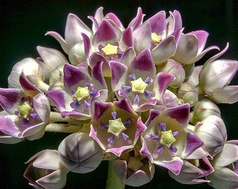 Calotropis gigantea purple - Giant Milkweed, Crown Flower - 5 Seeds