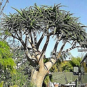 Aloe Barberae Seeds Tree aloe tree, giant baby of africa 5 Fresh Seeds image 4