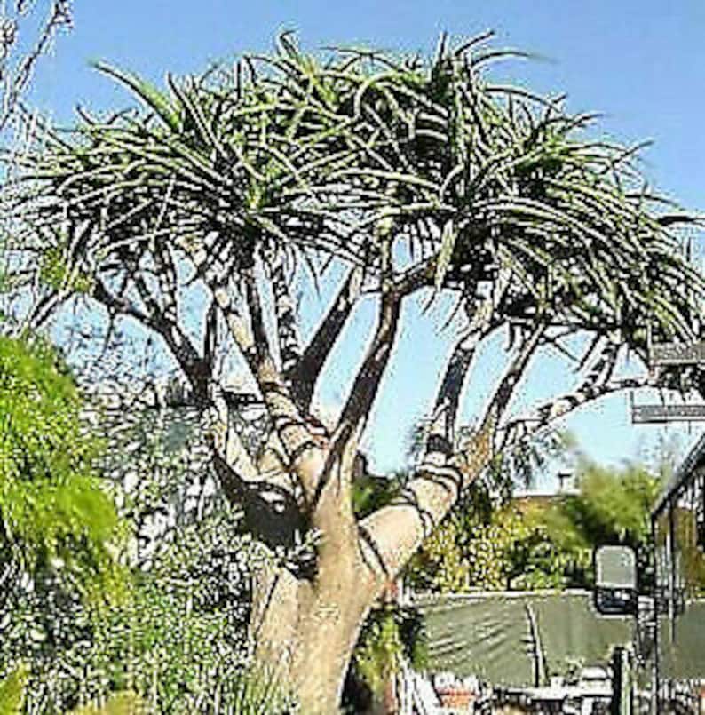 Aloe Barberae Seeds Tree aloe tree, giant baby of africa 5 Fresh Seeds image 4