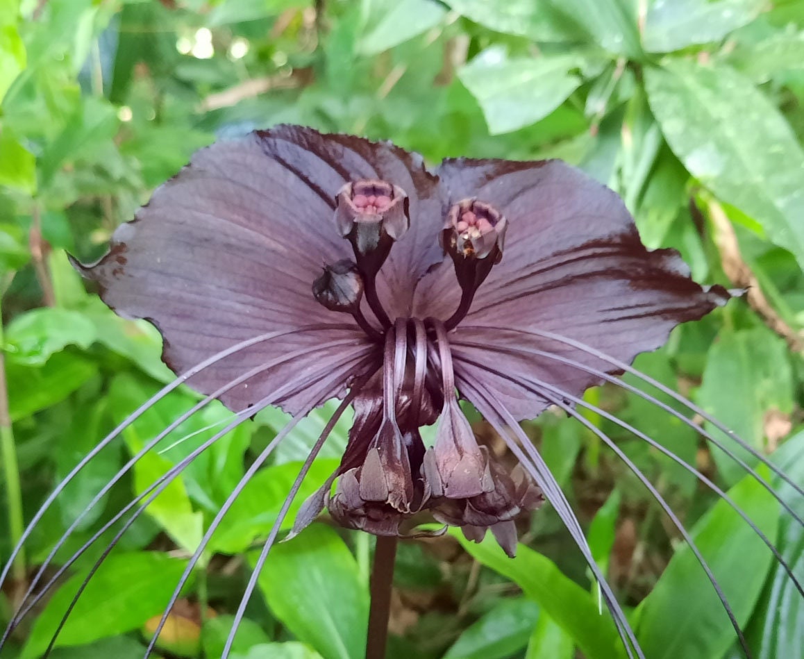 Tacca Chantrieri Flor de murciélago negro Orquídea negra - Etsy México