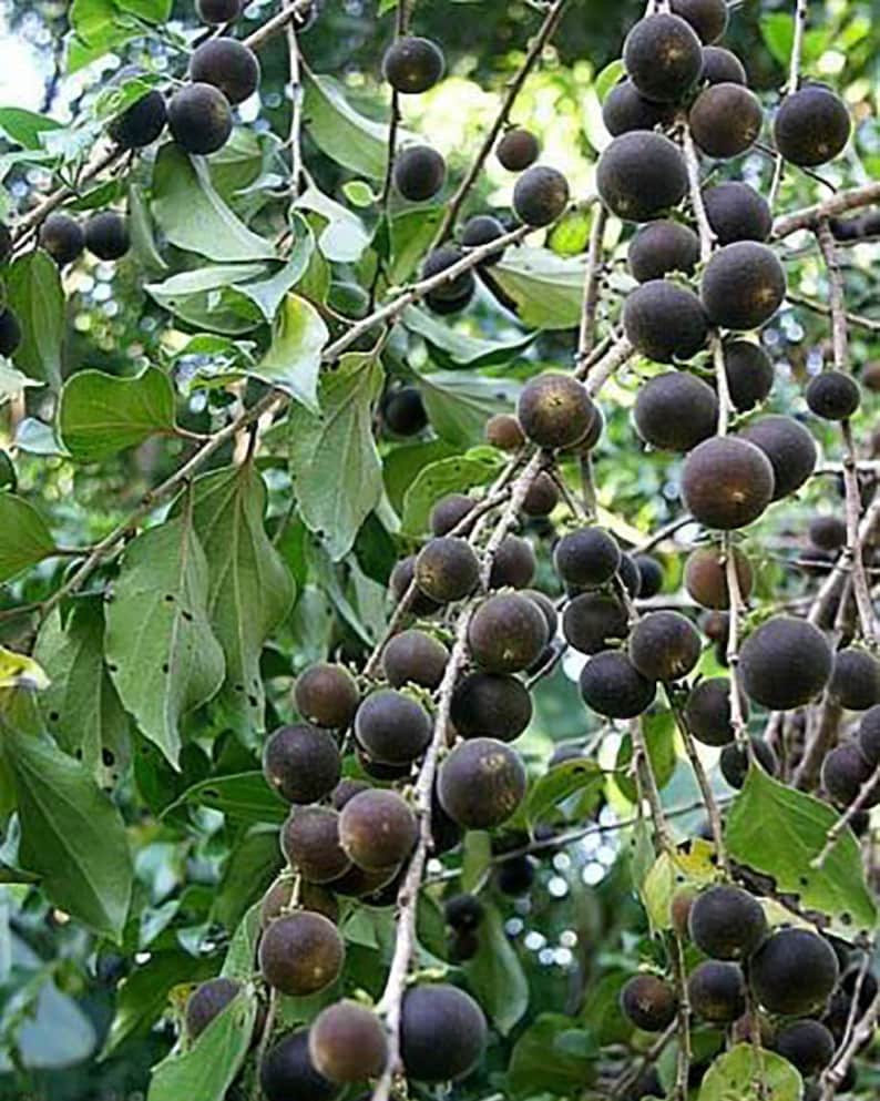 Dovyalis hebecarpa, Ceylon-Barbed Berry, CEYLON GOOSEBERRY, 15 Seeds image 3