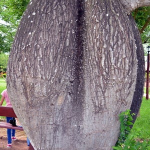 Chorisia speciosa 10 seeds seeds Ceiba speciosa Tree Bottle of false Kapok image 8