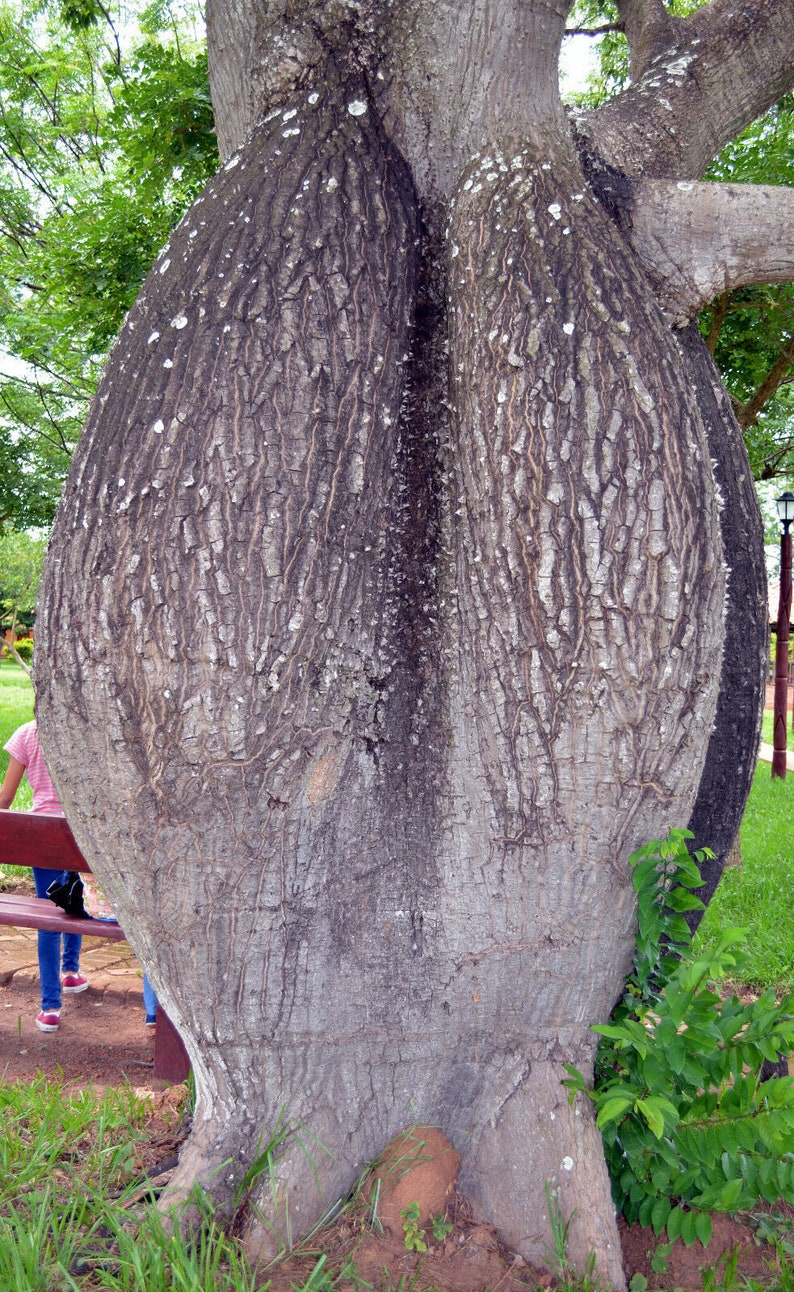 Chorisia speciosa 10 seeds seeds Ceiba speciosa Tree Bottle of false Kapok image 8