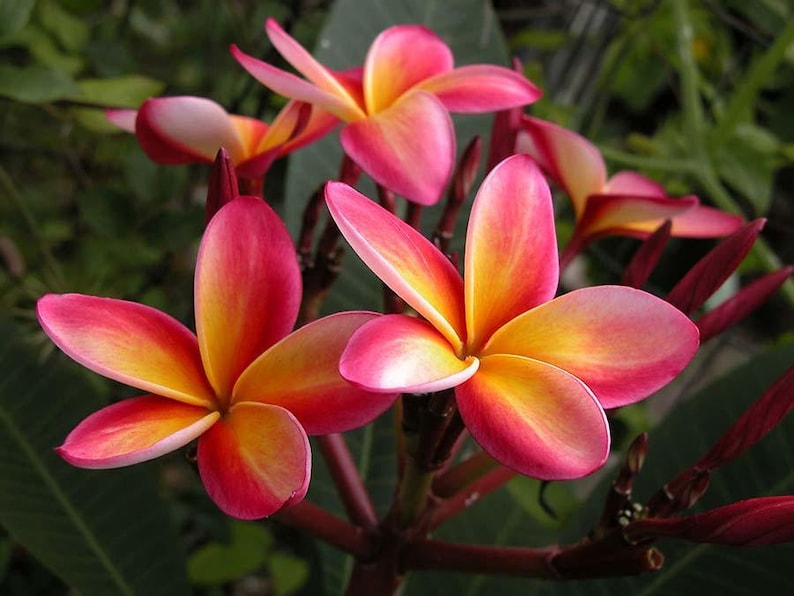 Plumeria Rubra Frangipani Intense Rainbow 5 Fresh Seeds image 1