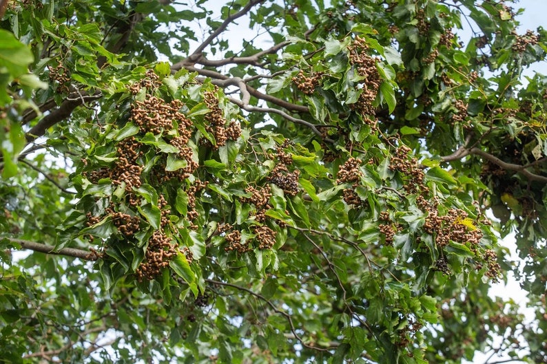Hovenia Dulcis Japanese RAISIN TREE Raisins Tree 5 Seeds Etsy