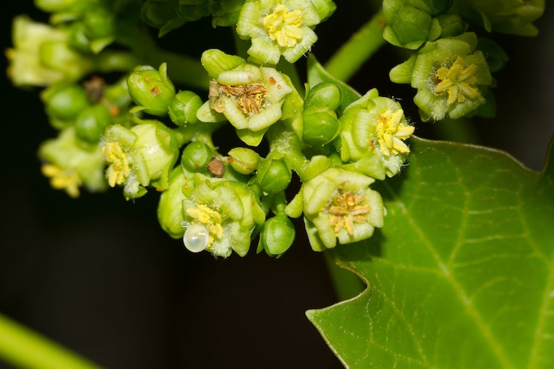 Jatropha curcas Seeds Physic Nut, Barbados Nut 5 seeds image 9