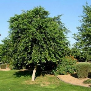 Dalbergia Sissoo 50 Seeds shisham jacaranda, sheesham wood, shisham wood, indian rosewood image 6