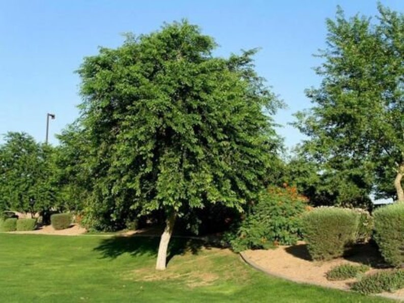 Dalbergia Sissoo 50 Seeds shisham jacaranda, sheesham wood, shisham wood, indian rosewood image 6