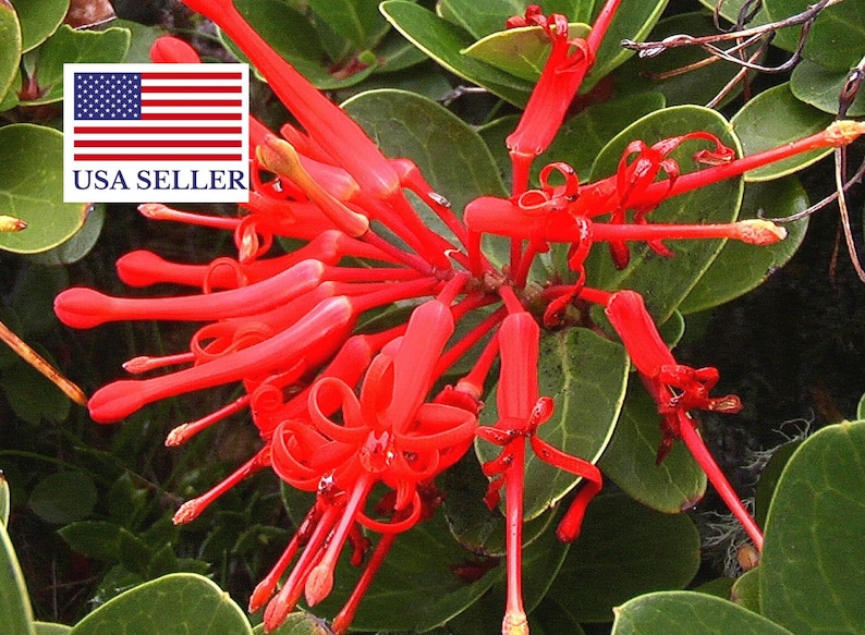 Embothrium coccineum 4 Seeds Chilean Fire Tree, Flame Flower image 1