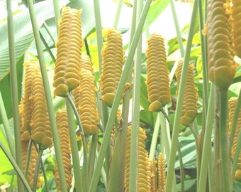 Calathea Crotalifera Yellow ' Rattleshaker ' Exotic Rattlesnake - 5 Seeds RARE