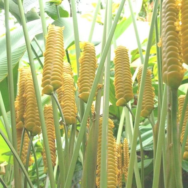 Calathea Crotalifera Yellow ' Rattleshaker ' Exotic Rattlesnake - 5 Seeds RARE