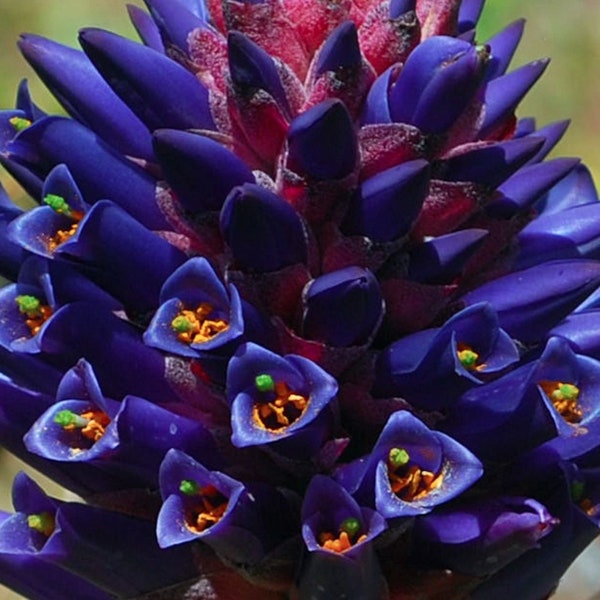 Puya Venusta 30 Seeds - Chagualillo - Coastal Purple Puya - Bromeliad * Very Rare