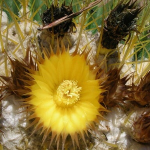 Echinocactus grusonii Golden Barrel Cactus 30 Seeds image 5