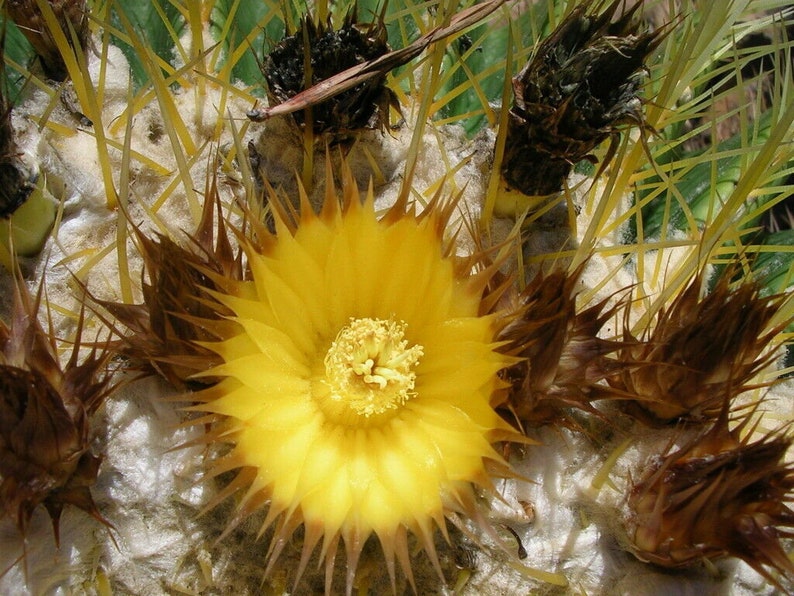 Echinocactus grusonii Golden Barrel Cactus 30 Seeds image 5
