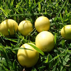 Passiflora Edulis F. flavicarpa Fruit de la passion Sweet Passion 20 Graines image 2