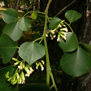 Dalbergia Sissoo 50 Graines shisham jacaranda, bois de sheesham, bois de shisham, palissandre indien image 3