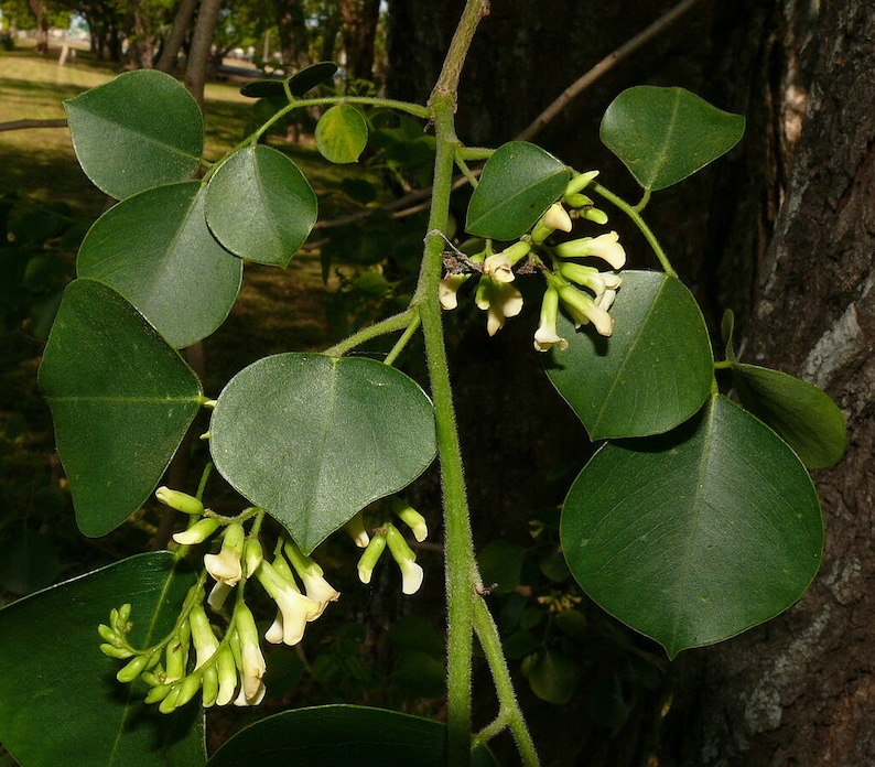 Dalbergia Sissoo 50 Graines shisham jacaranda, bois de sheesham, bois de shisham, palissandre indien image 3