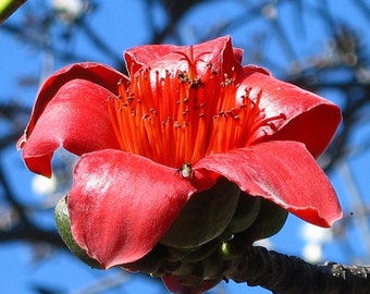 Bombax ceiba seeds - Red Silk Cotton Tree - 20 Seeds