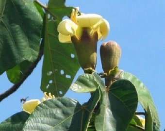 Ochroma pyramidale 20 Seeds - West Indian Balsa Tree Seeds