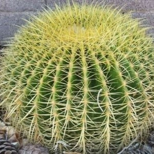 Echinocactus grusonii Golden Barrel Cactus 30 Seeds image 4